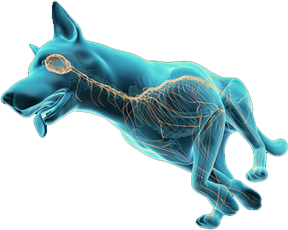 illustration of dog running nervous system