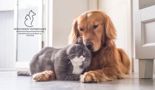 Dog and cat cuddling