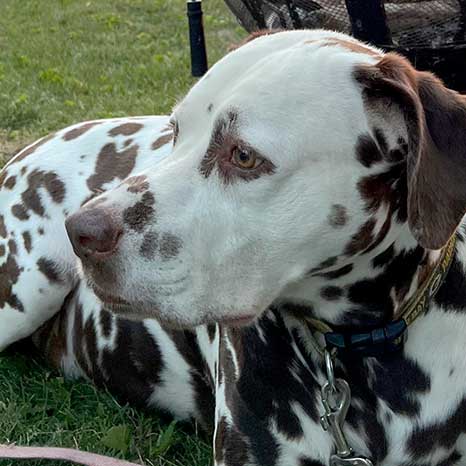 George Maguire Brown and White Dog