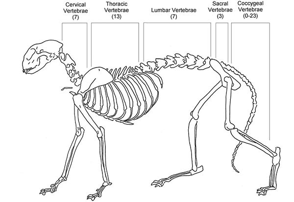 Canine Spine Diagram