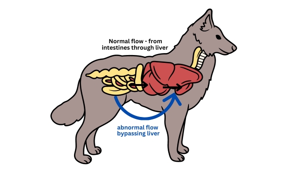 Diagram of how a shunt bypasses the liver in a dog