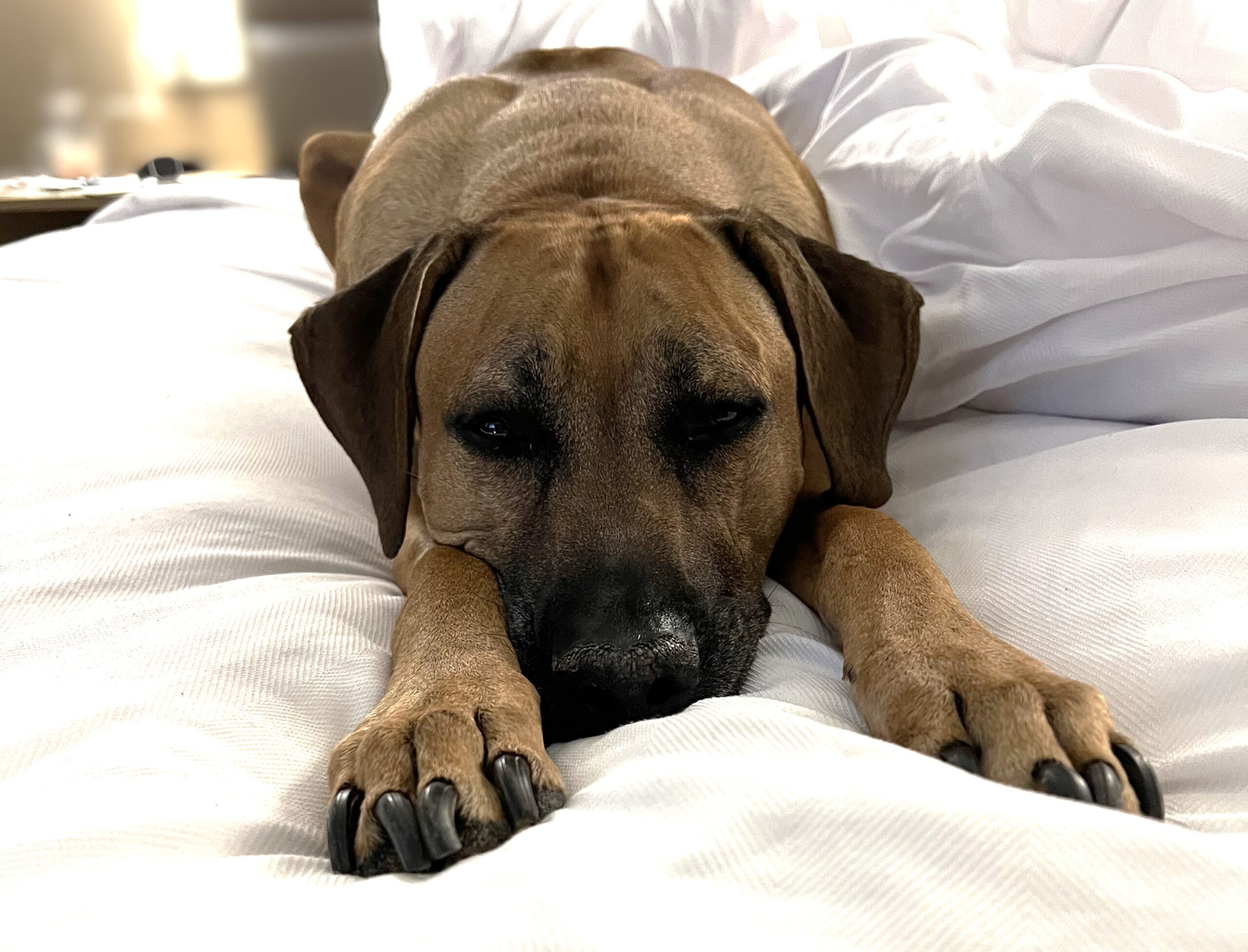 Rhodesian Ridgeback Stretching on Bed