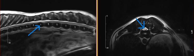 *Figure 3. MRI images of an acute non-compressive nucleus pulposus extrusion in a dog.