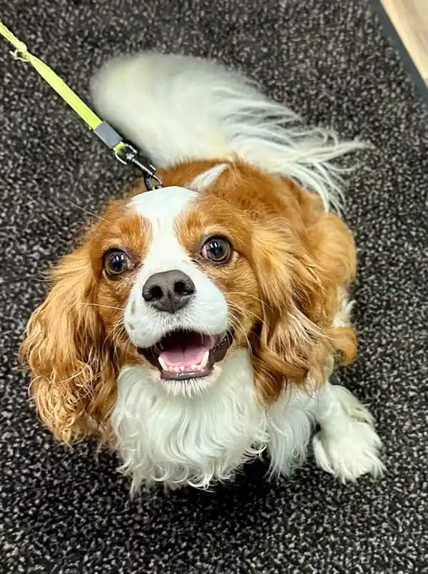 Duke - orange and white dog