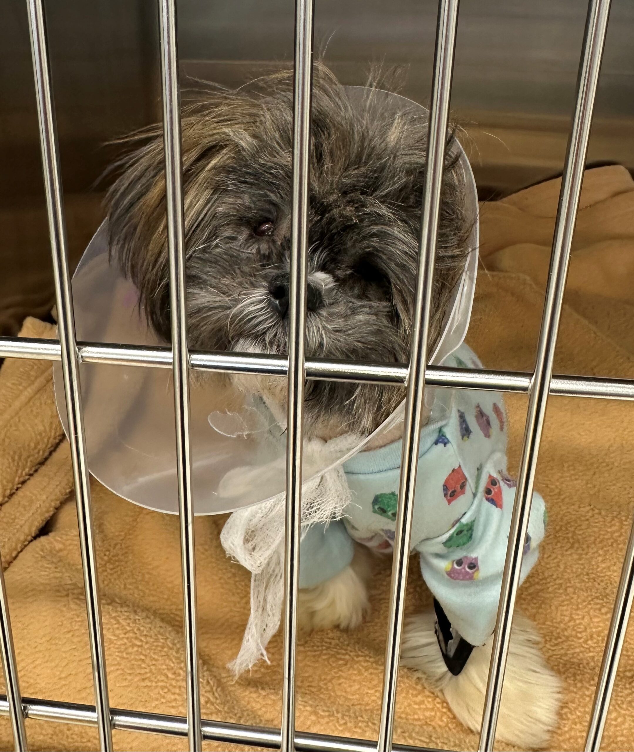 Shih Tzu mix with cone