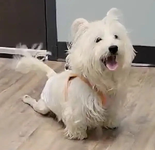 West Highland Terrier