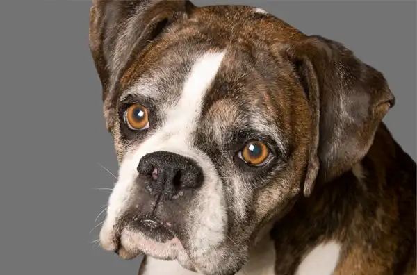 Boxer