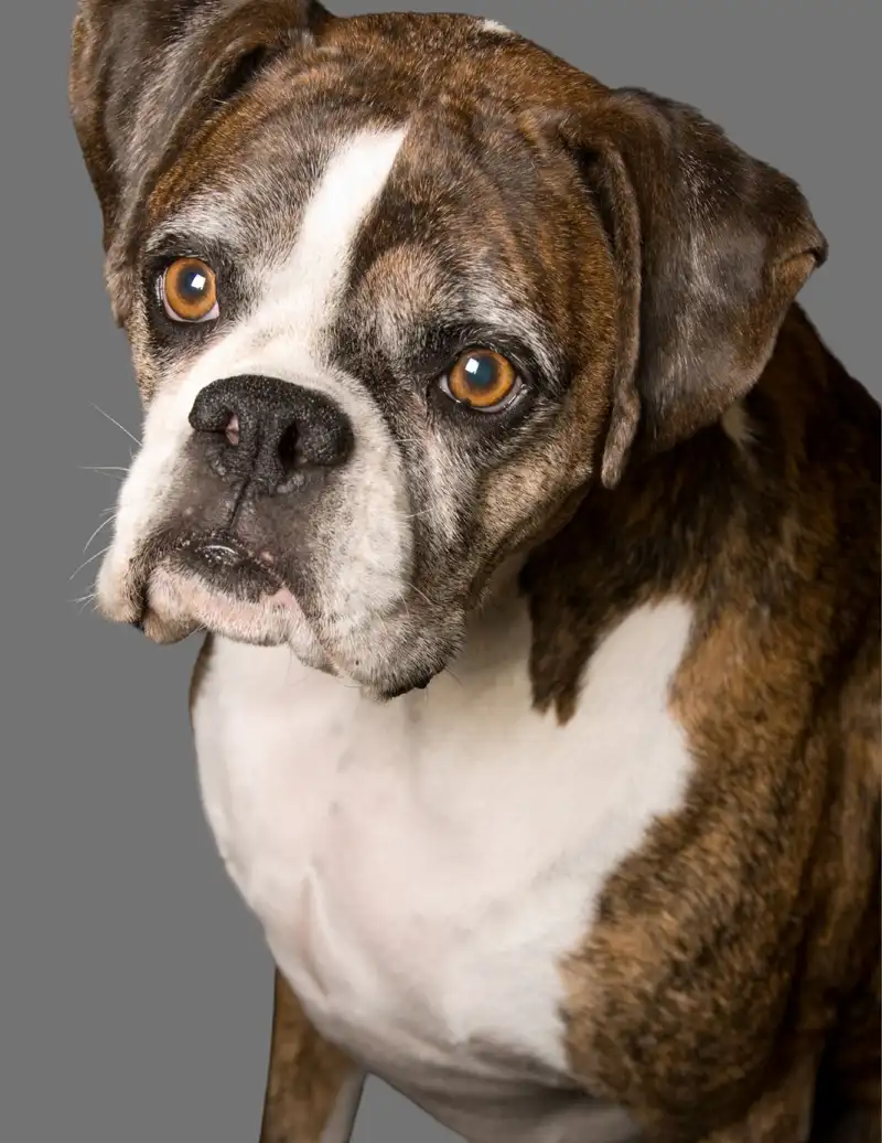Boxer