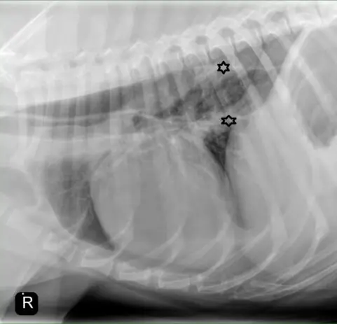 Megaesophagus xray