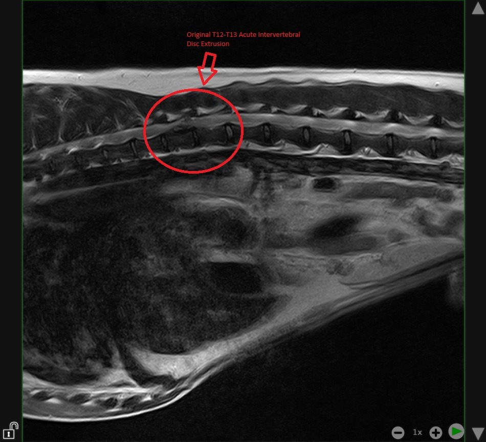 Hoss Pre-Operative Image
